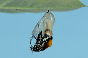 Butterfly emerging from cocoon